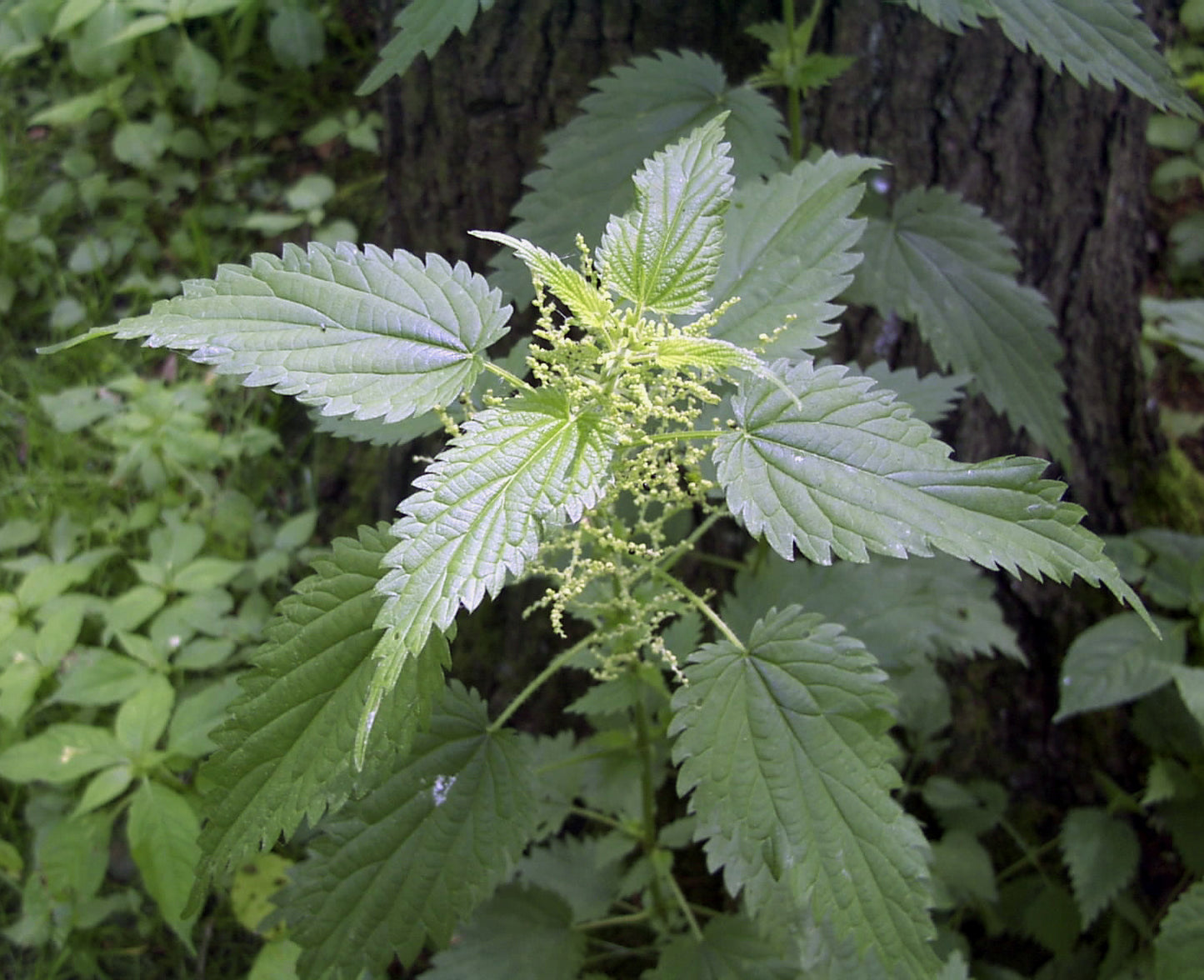 Stinging Nettle Roots