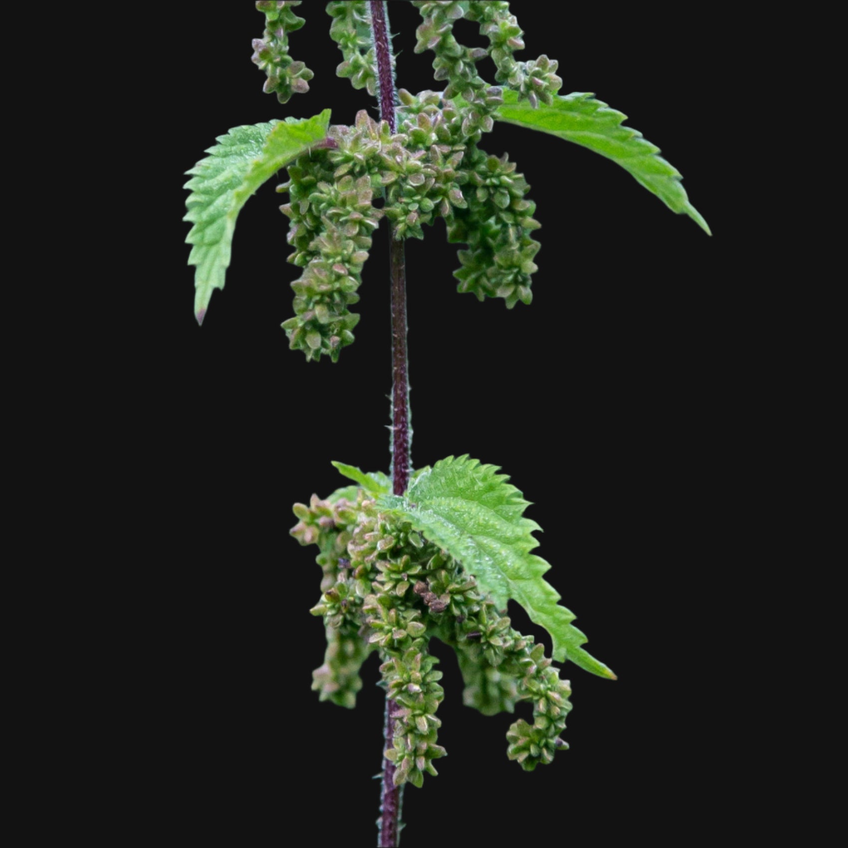 Stinging Nettle