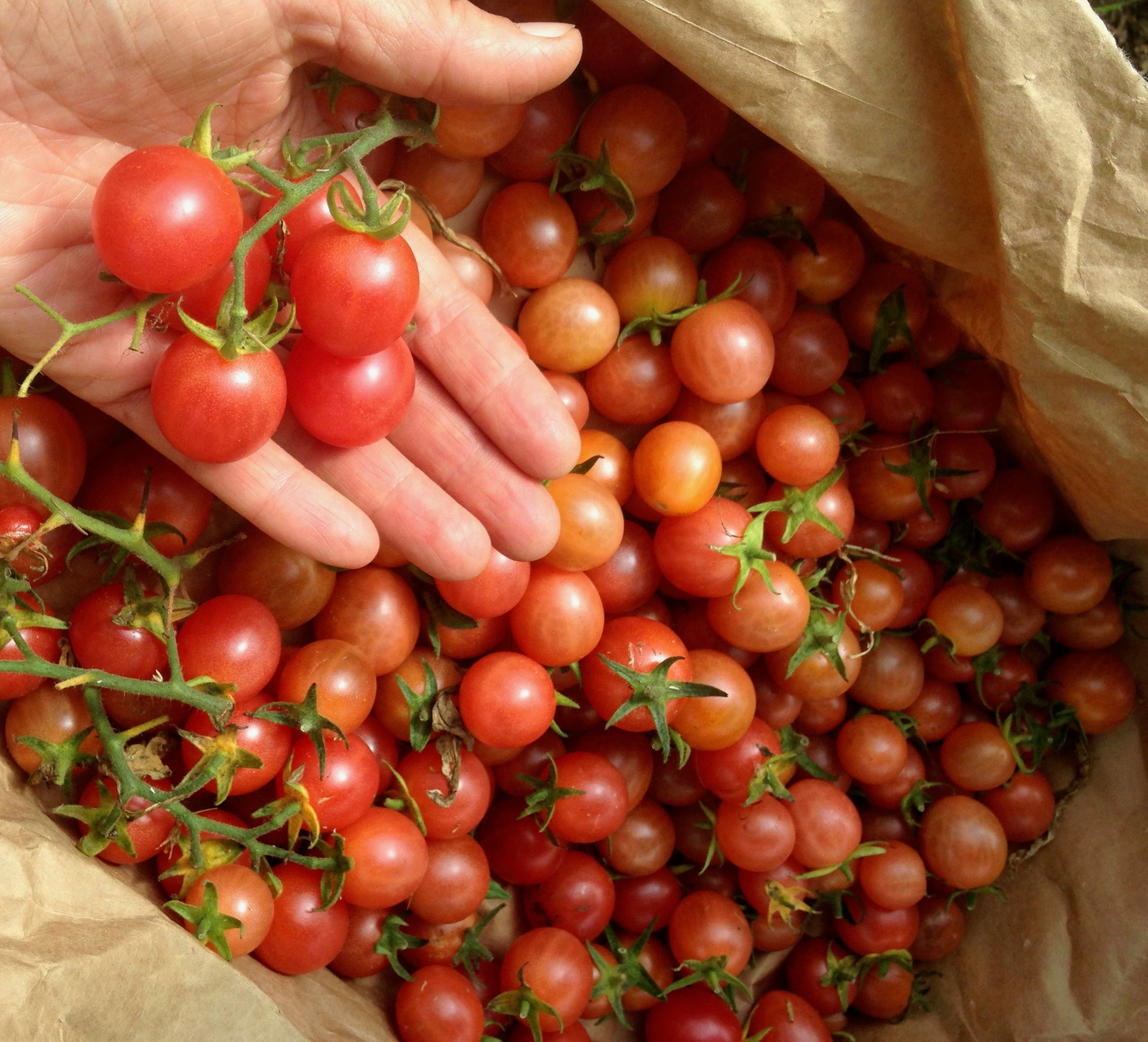 Strawberry Cherry Tomato