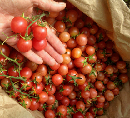 Strawberry Cherry Tomato