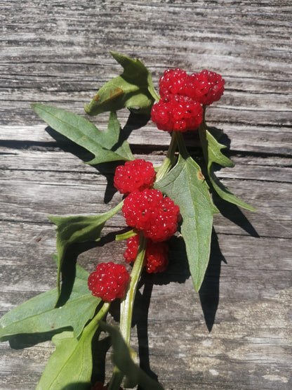 Strawberry Spinach