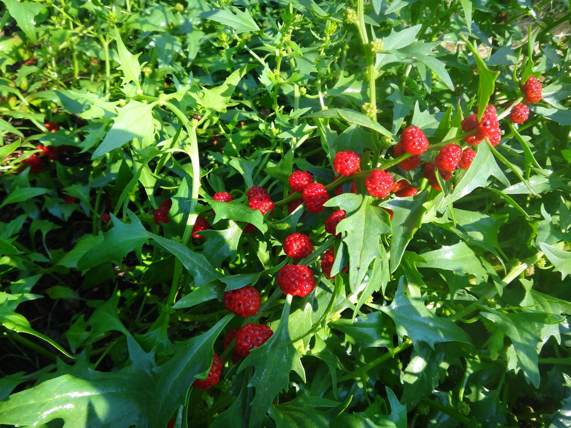 Strawberry Spinach