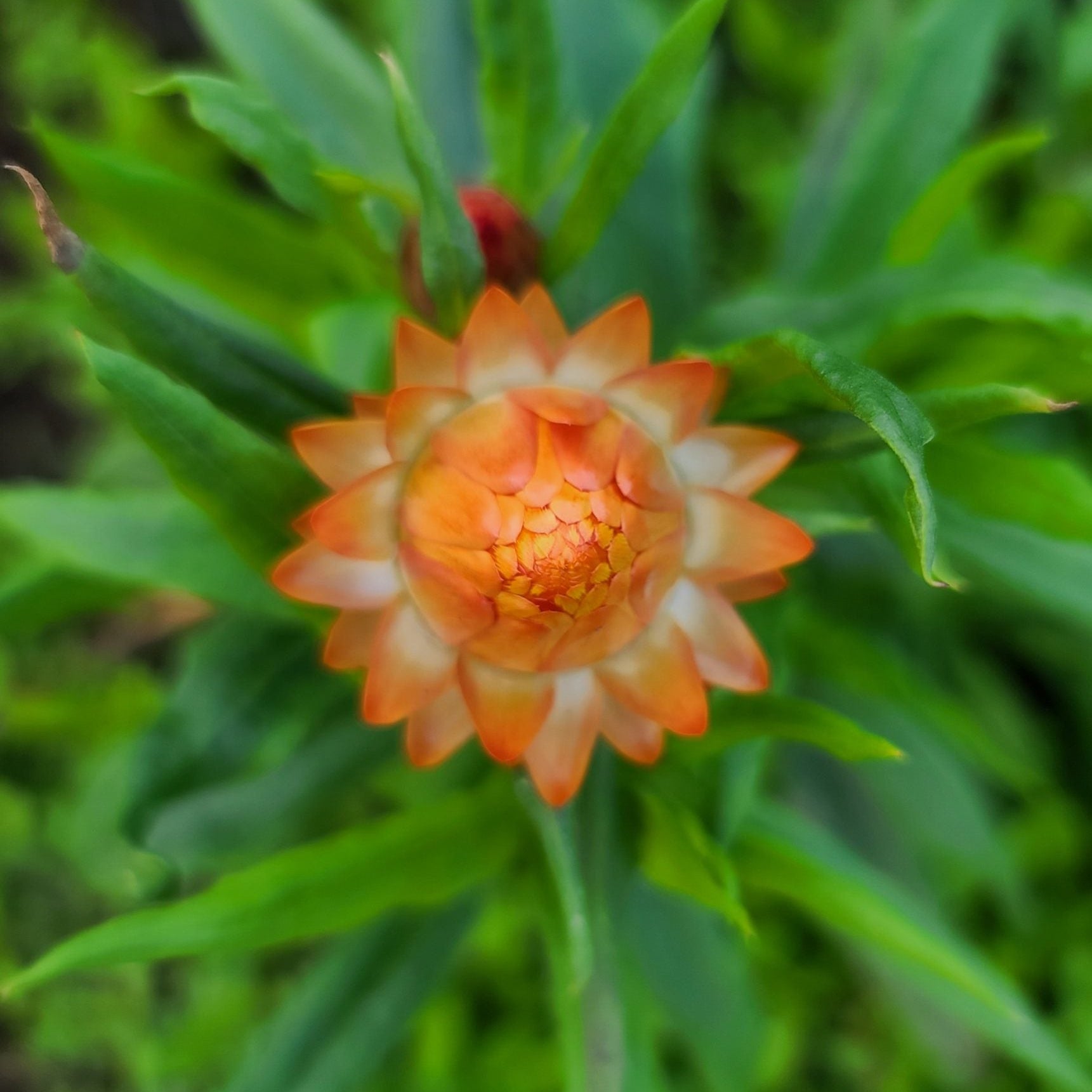 Strawflower