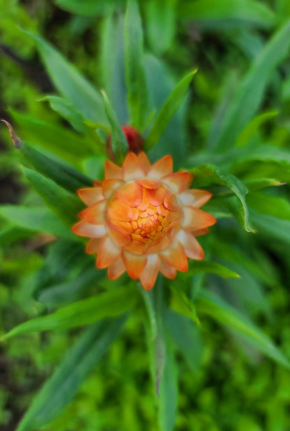 Strawflower