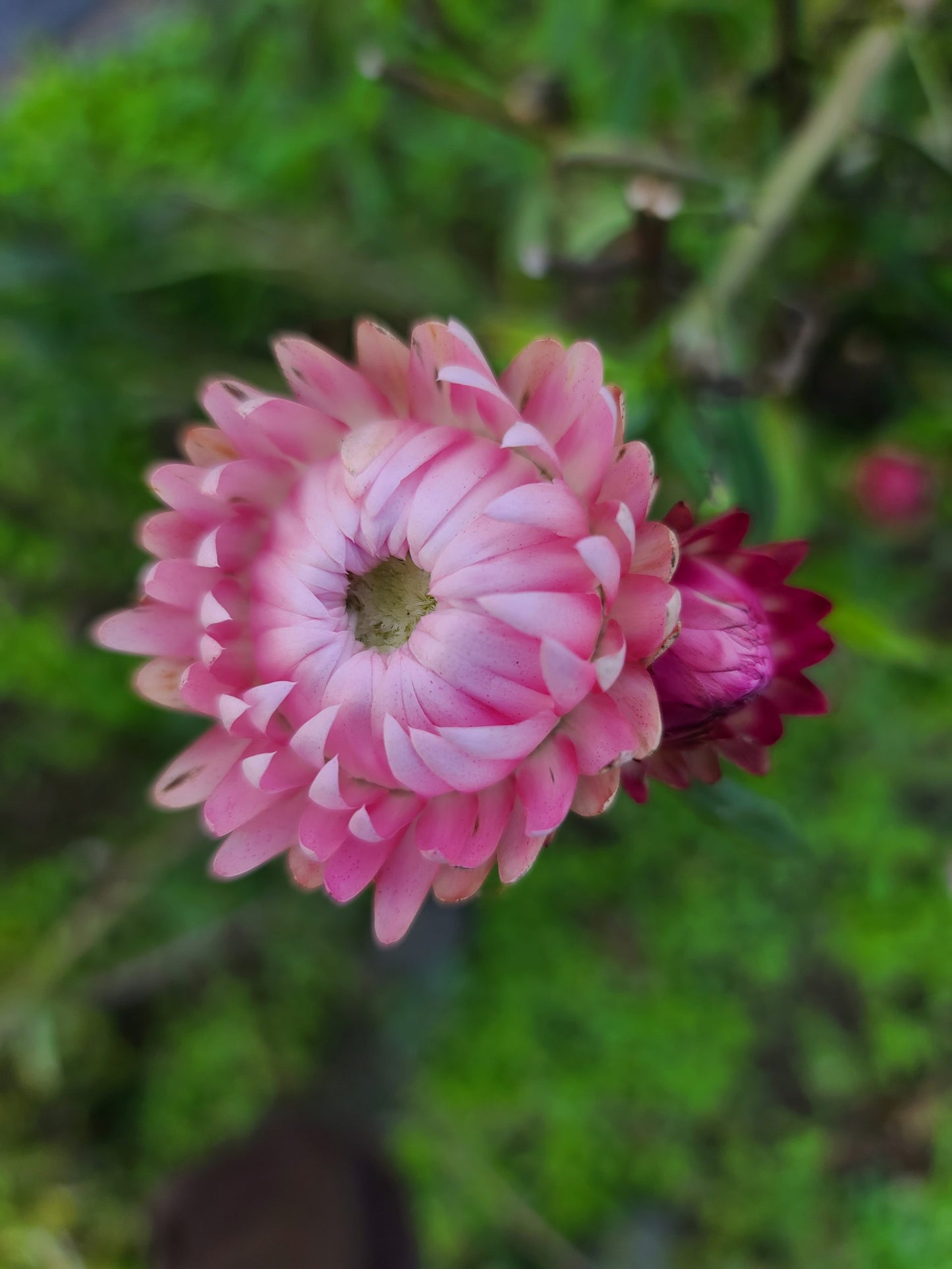 Strawflower