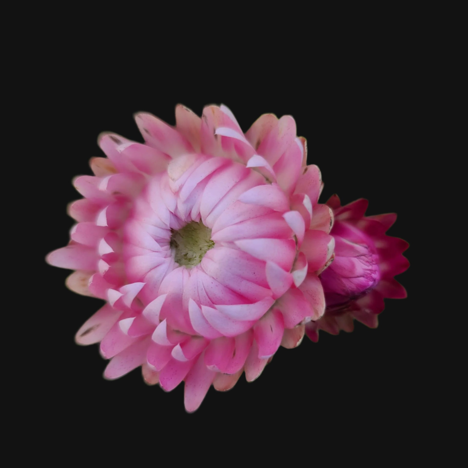 strawflower 