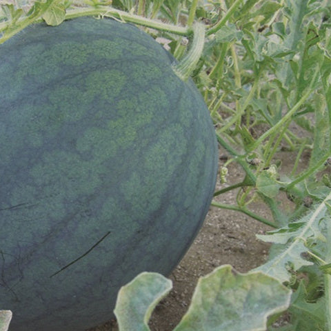 Sugar Baby Watermelon