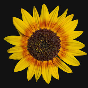 Sunflower Mix