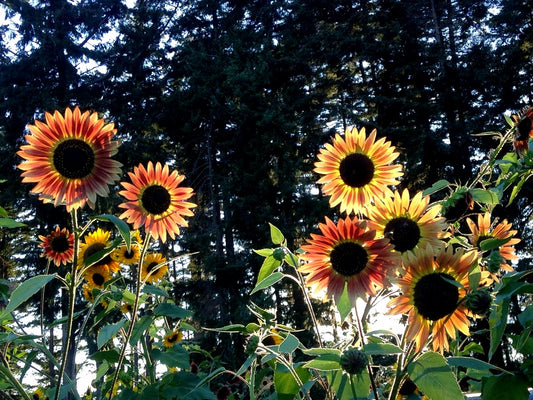 Sunflower Mix