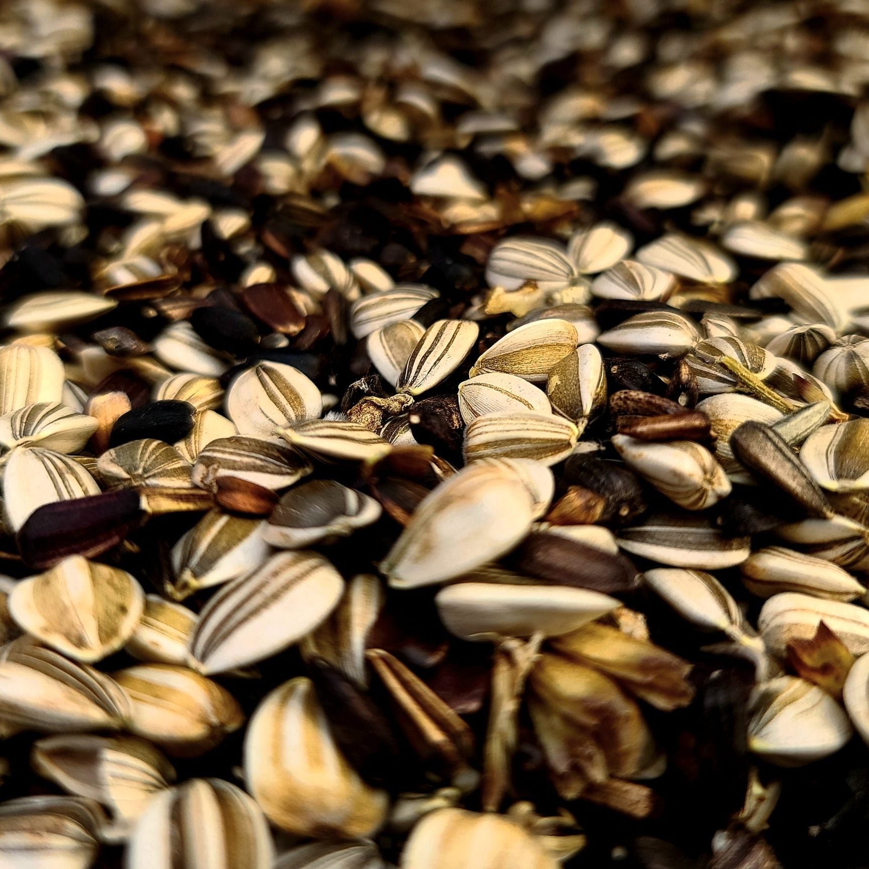 Sunflower Mix sunflower seeds