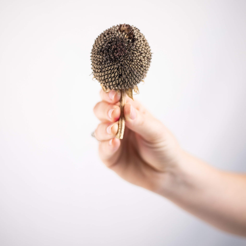 Sunflower Head on White background 