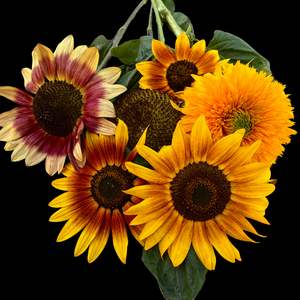 Mélange de tournesols