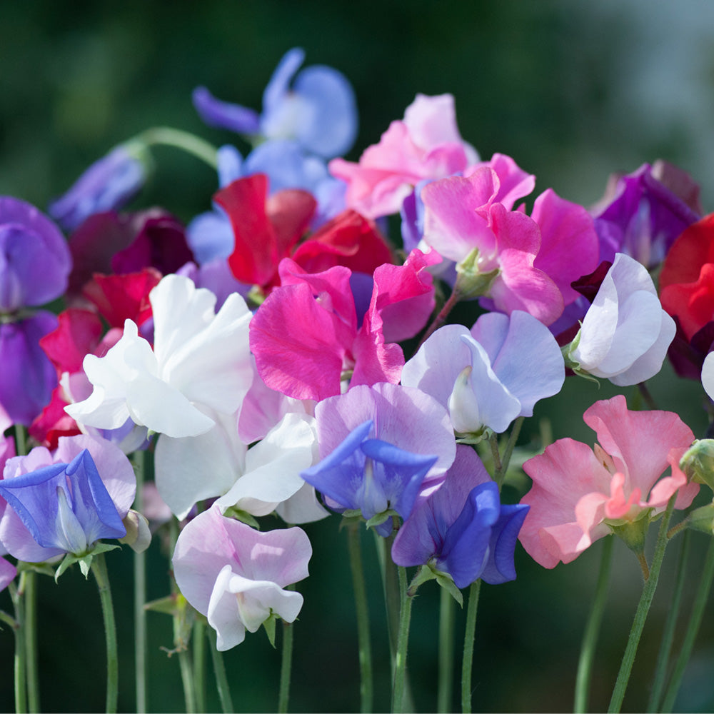 Sweet Pea Mix