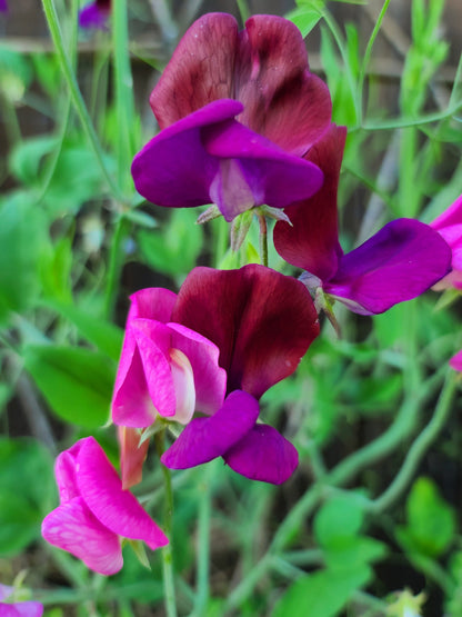 Sweet Pea Mix