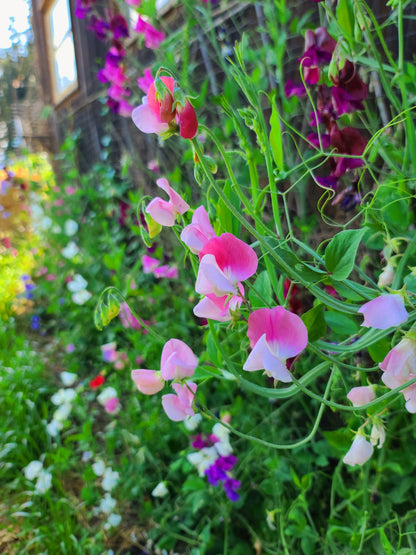 Sweet Pea Mix