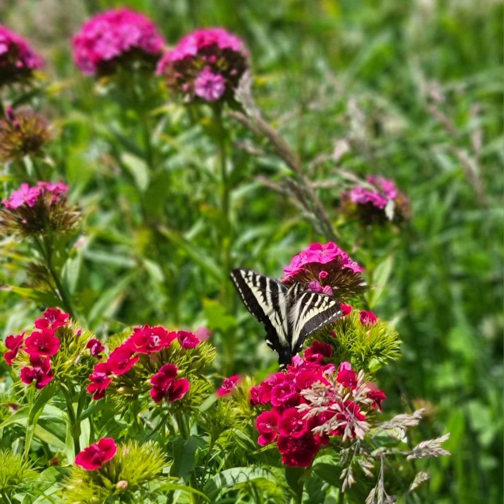 Sweet William