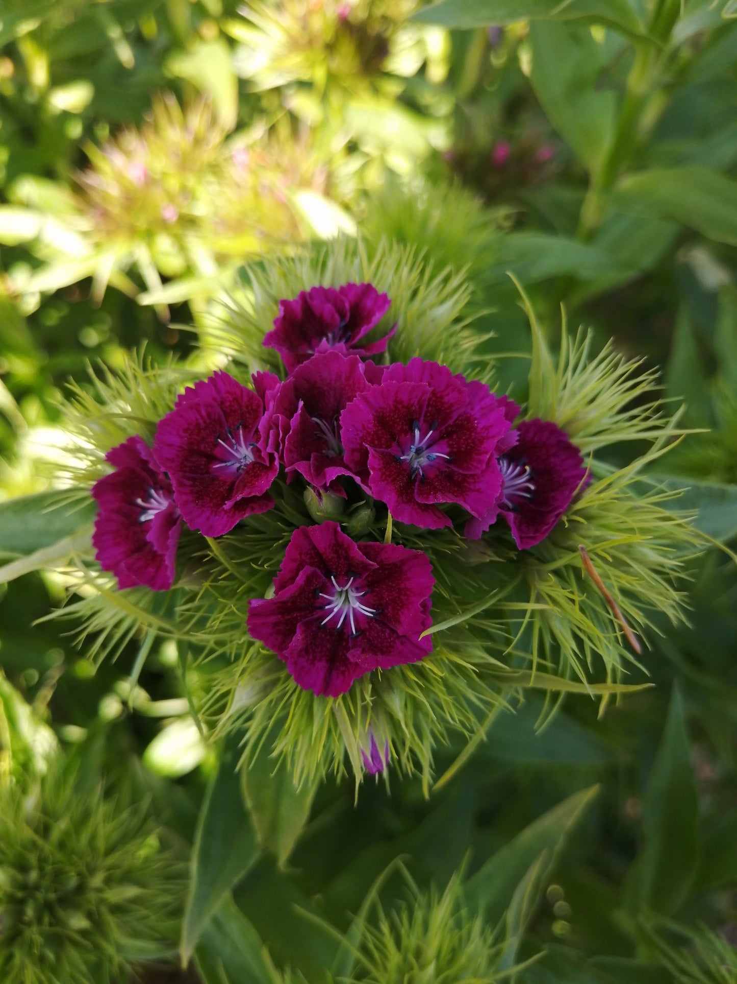 Sweet William