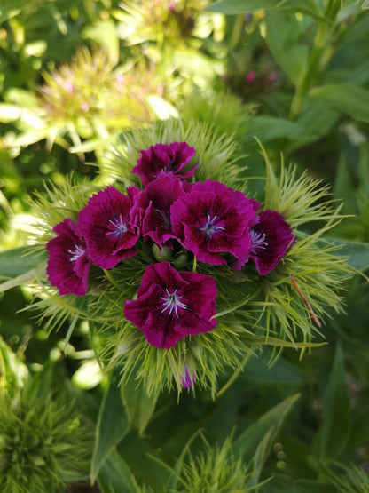 Sweet William