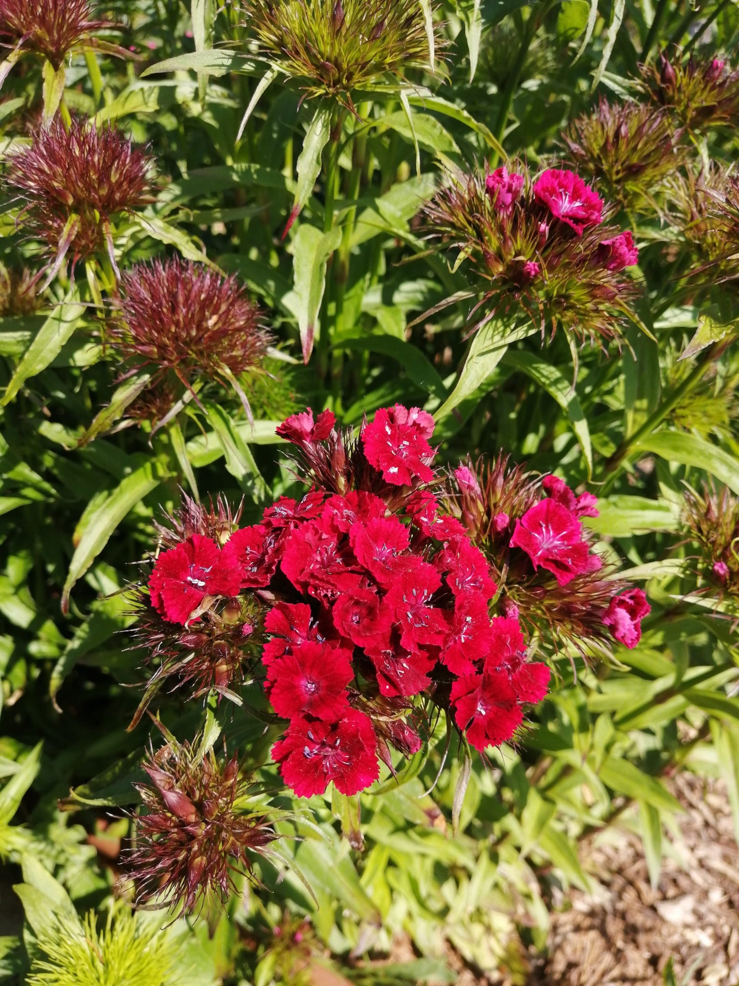 Sweet William