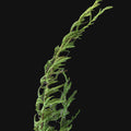 Sweet Wormwood