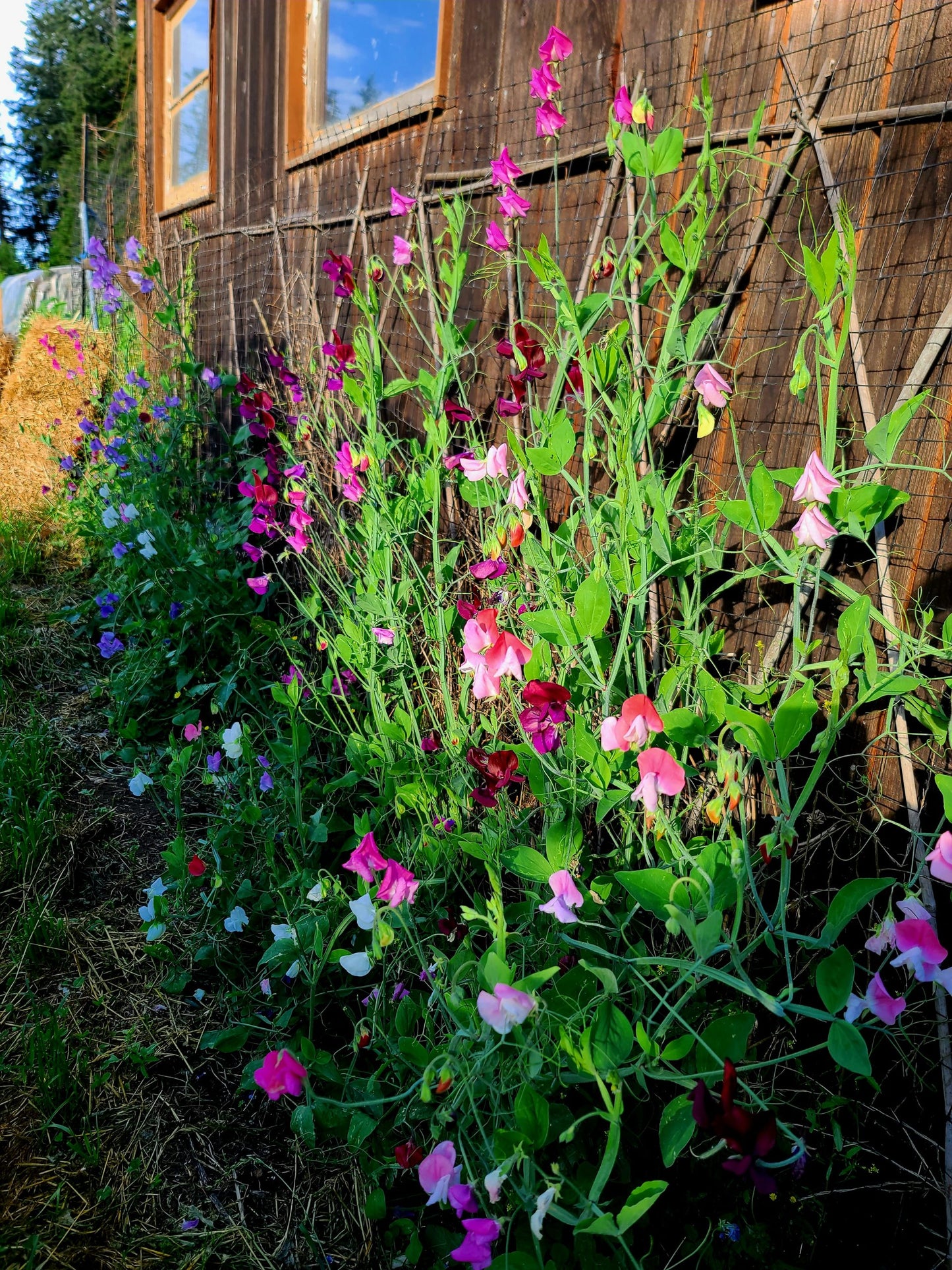 Sweet Pea Mix