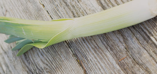 Tadorna Leek