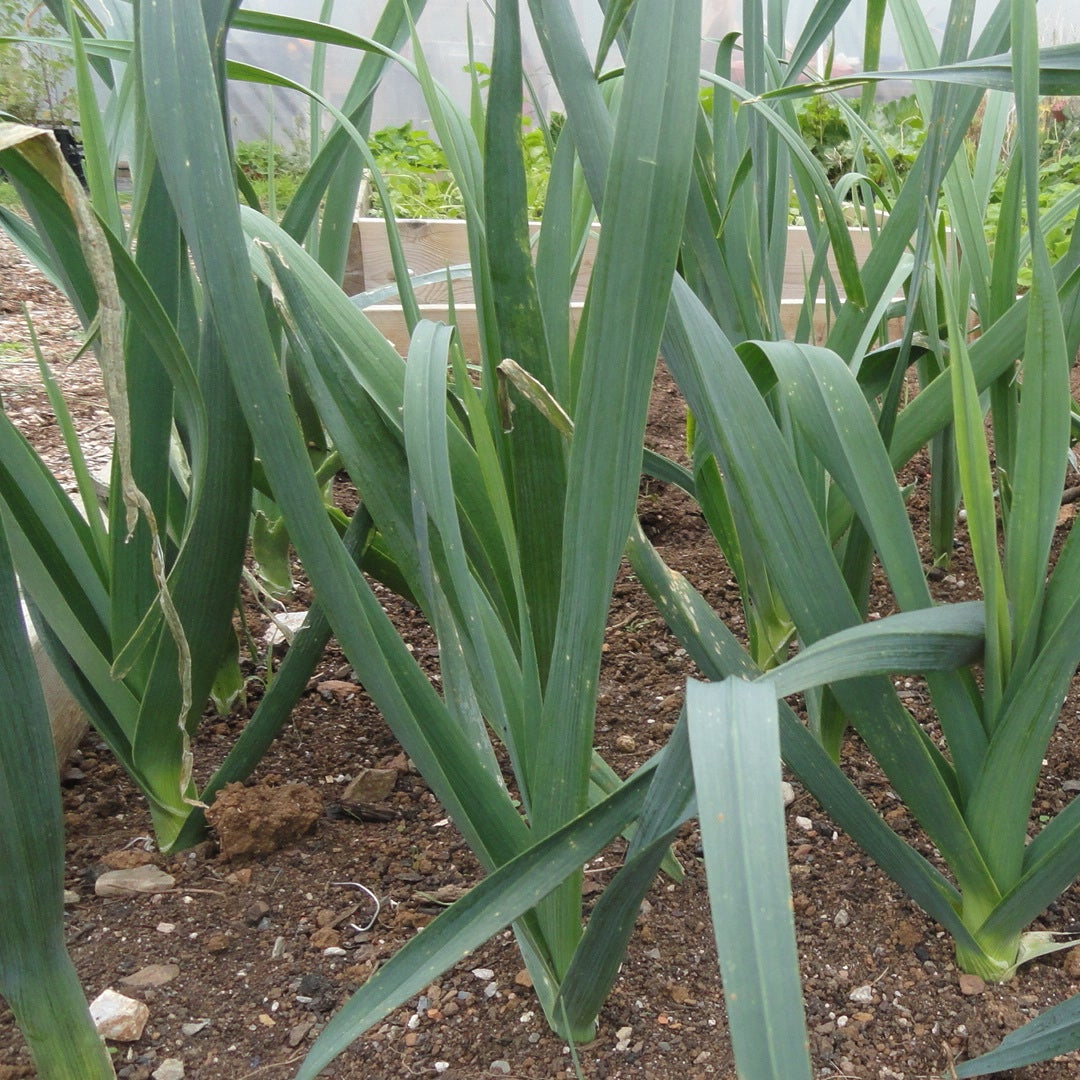 Tadorna Leek