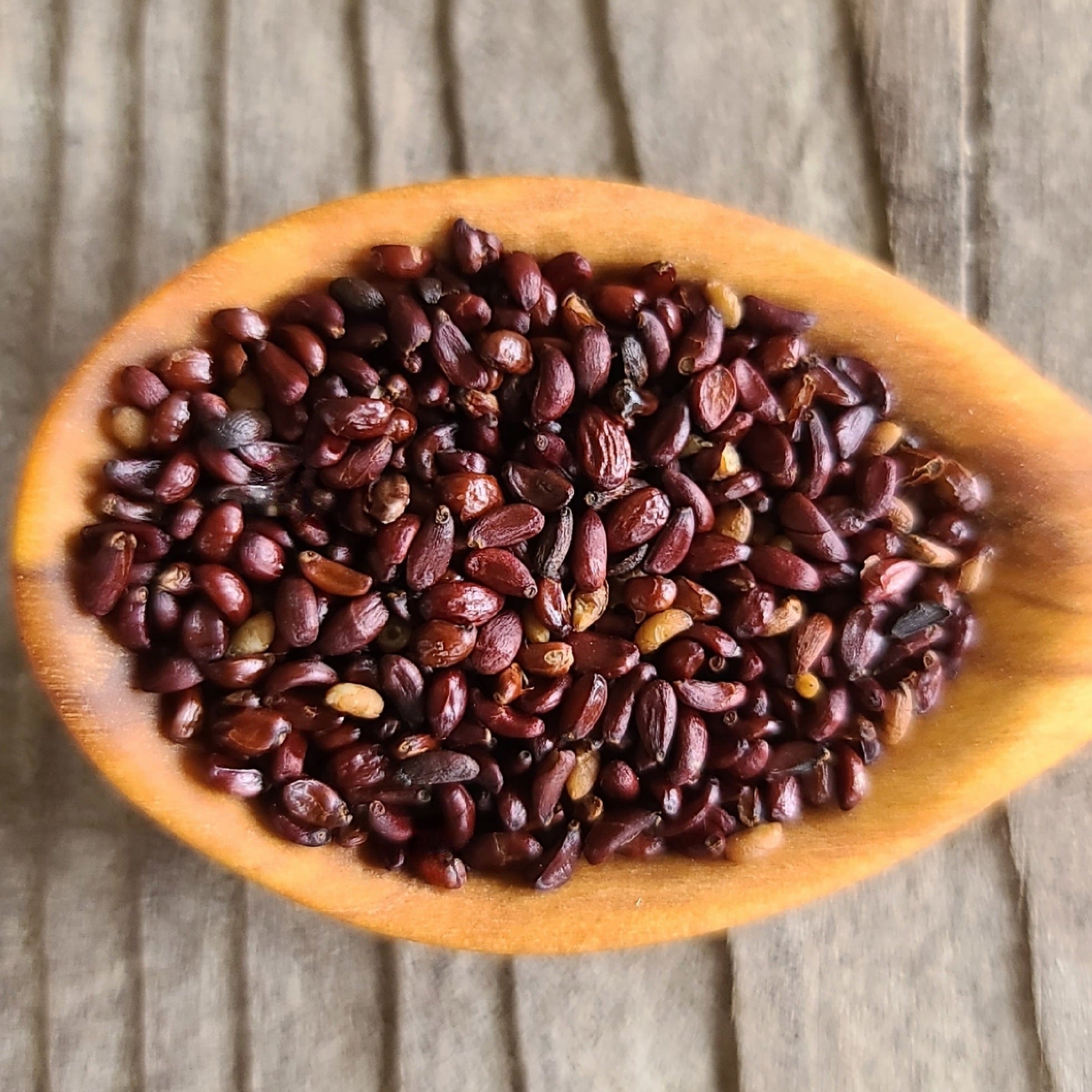 Tall Oregon Grape Seeds