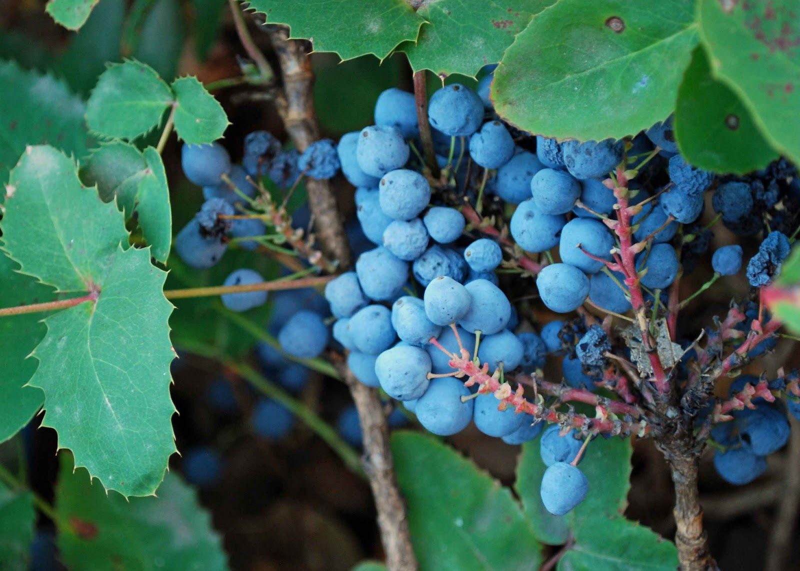 Tall Oregon Grape