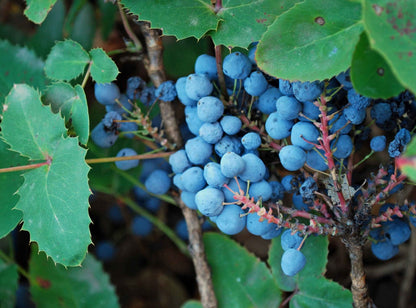 Tall Oregon Grape