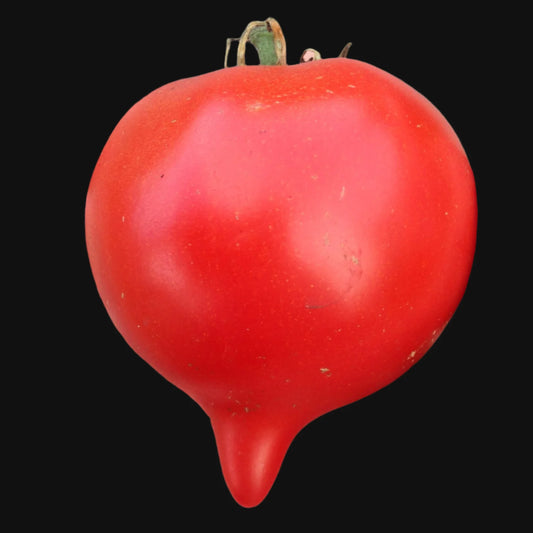 Teardrop Tomato