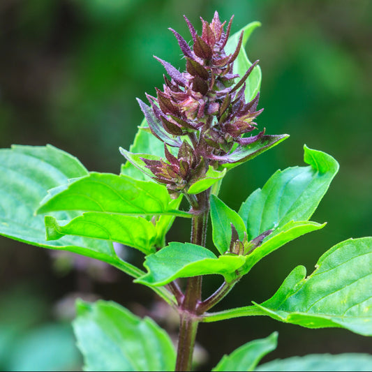 Thai & Holy Basil Mix