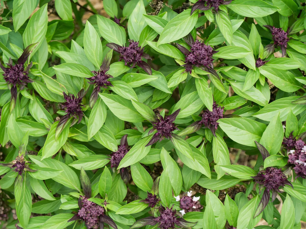 Thai & Holy Basil Mix