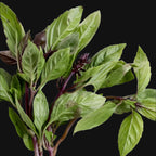 Thai Basil