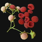 Thimbleberry