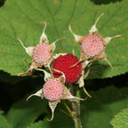 Thimbleberry