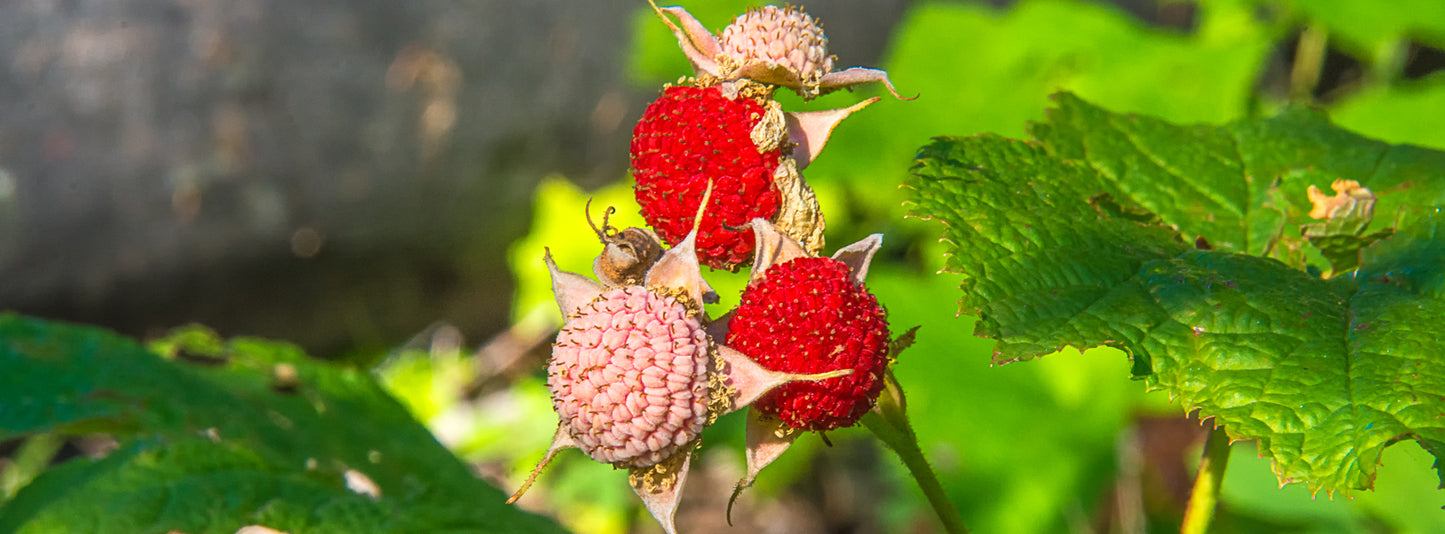 Thimbleberry