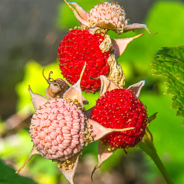 Thimbleberry
