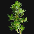 Thyme