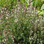 Thyme