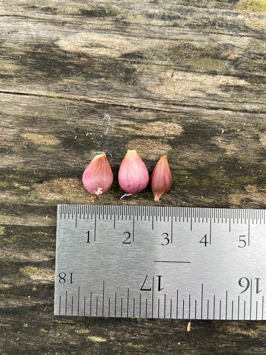 Tibetan Garlic Bulbils