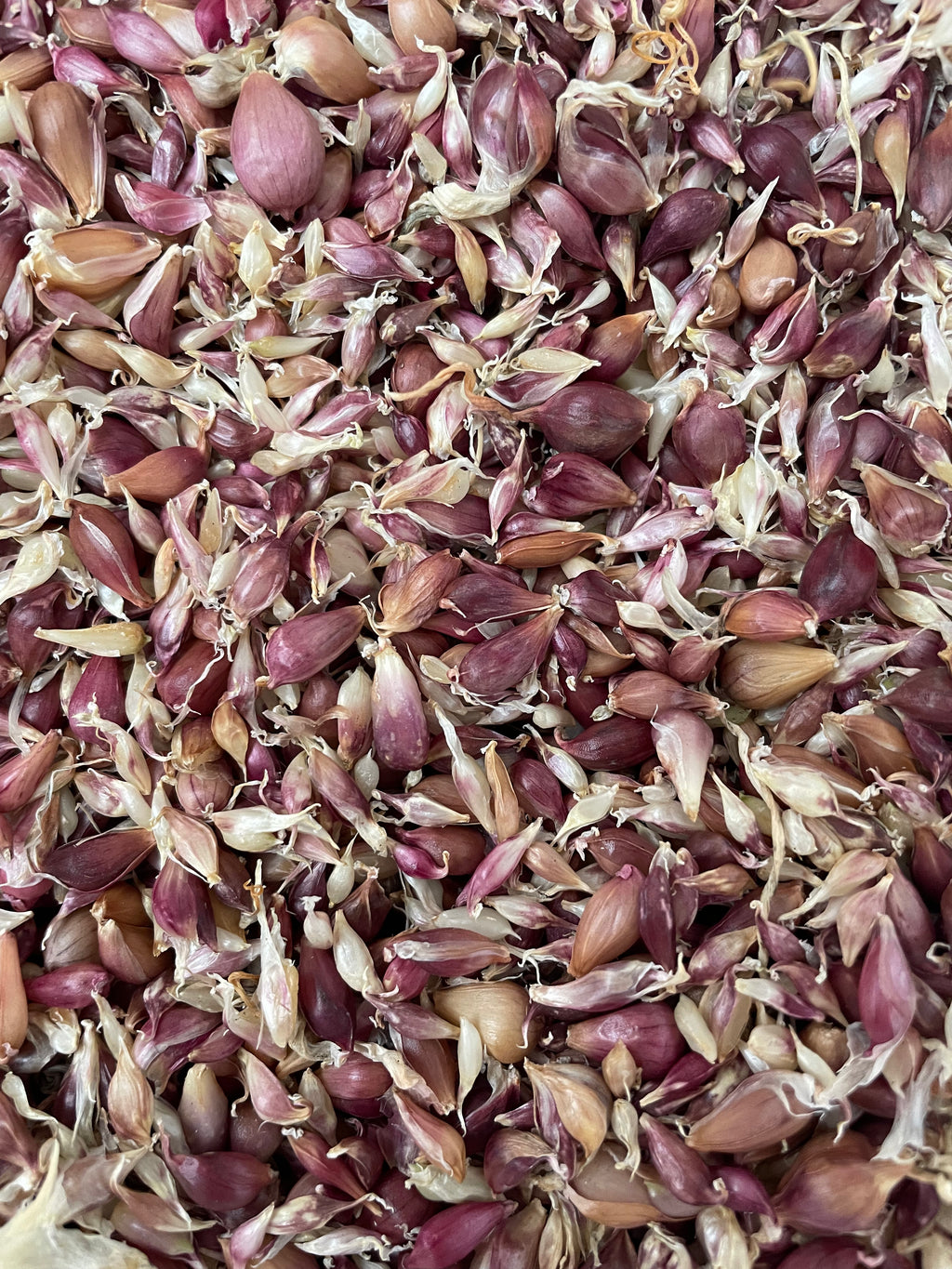 Tibetan Garlic Bulbils