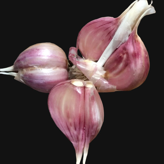 Tibetan Garlic