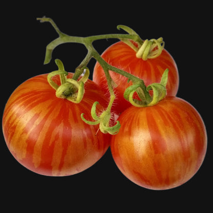 Tiger Striped Tomato