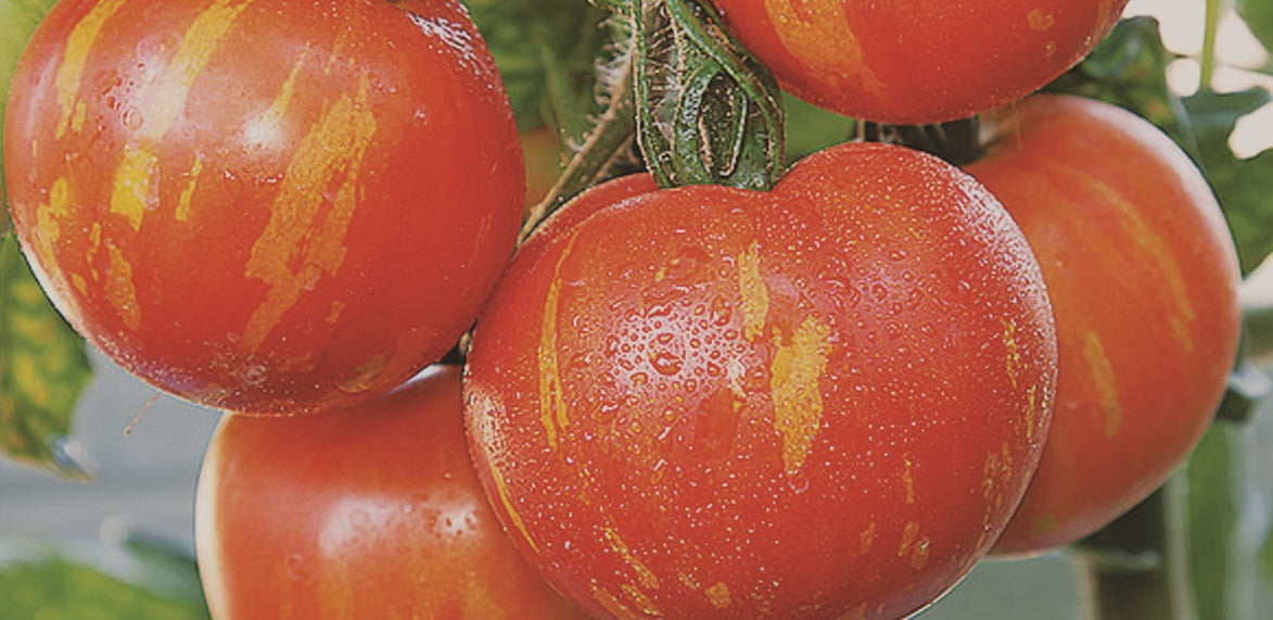 Tigerella Tomato