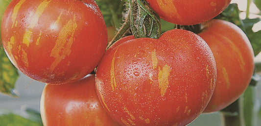 Tigerella Tomato