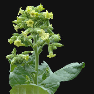 Aztec Tobacco