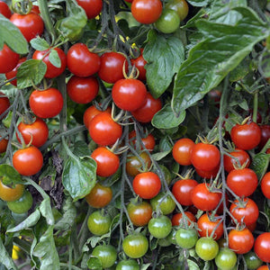 Alicante Tomato