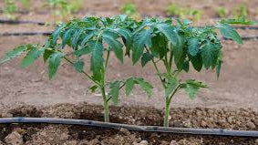 Tomato Plants growing in garden beds