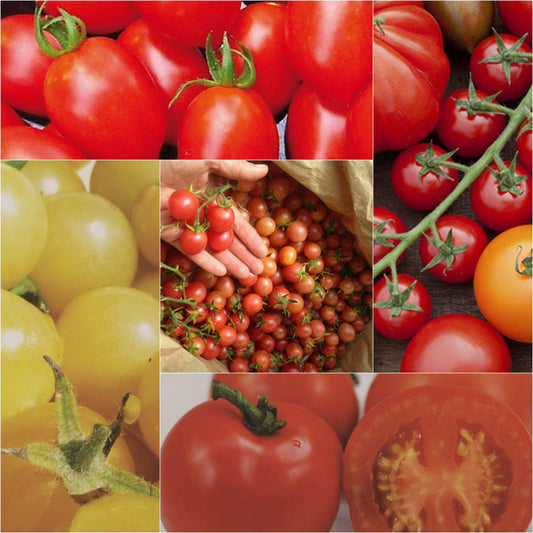 The Totally Tomatoes Collection